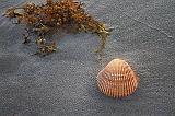Seashell On The Seashore_42570